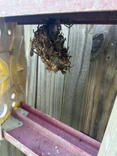 Large Yellow Jacket Nest Removal Large yellow jacket nest discovered underneath a ladder during a residential pest control visit.
