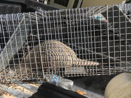 Armadillo Removal and Live Trapping Armadillo safely captured inside a live trap during a wildlife removal service.